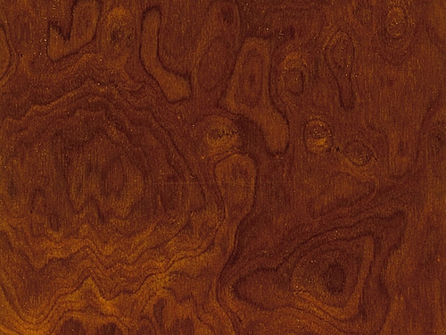 Ronce de Noyer / Vavona brillant ou satiné